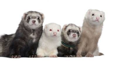 Fun Ferret Facts You Might Not Know