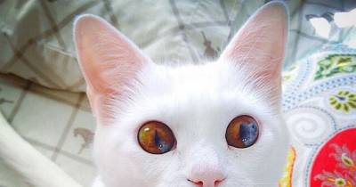These Cats Eyes Have A Whole Universe Inside Them