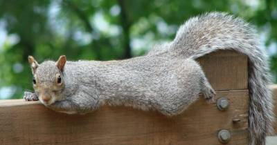 Nutty Facts To Make You Appreciate Squirrels