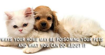 Ways Your Home Might Be Poisoning Your Pets & What You Can Do About It