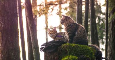 These Two Kittens Were Left To Die, But Now Go On Epic Adventures With Us