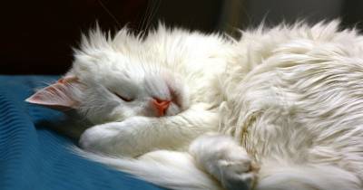 Turkish Angora Cats: One Of The True Icons Of The Cat World