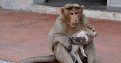 A Monkey In India Adopted A Puppy. She Protects Him From Strays And Even Lets Him Eat First