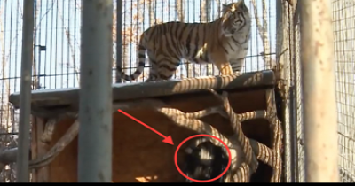They Threw This Goat In A Tiger&rsquo;s Cage To Be Eaten. What Happened Instead Shocked Everyone