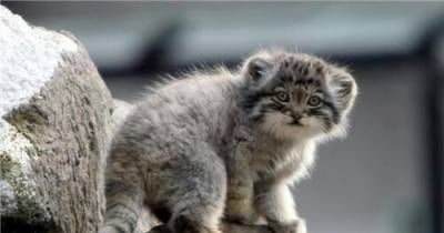 Pallas Cat: The Oldest Living Species Of Cat