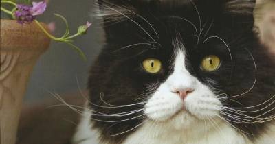 The Tuxedo Cat Is Not A Breed!