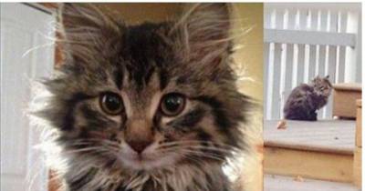 This Cat Living A Feral Life Learns To Trust And Love Her Rescuers