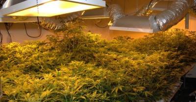 10 Odd Facts About Marijuana