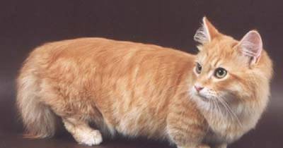 Munchkin Cats: Another Controversial Breed
