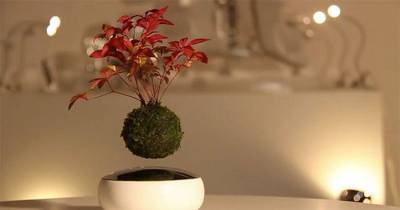 Floating Bonsai Trees Are Now A Reality