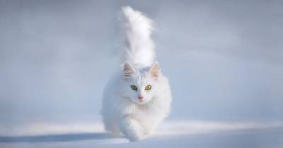 Are White Cats More Likely To Be Deaf?
