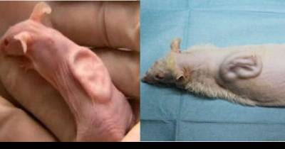 Scientists Have Successfully Grown a Living Human Ear on a Rat&rsquo;s Back