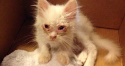 They Took In This Stray Cat. But Nobody Expected Her To Look Like THIS In A Few Weeks.