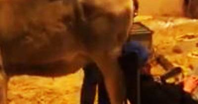 Guy Sleeping At A Dairy Farm Receives The Most Disgusting Prank From His Colleagues