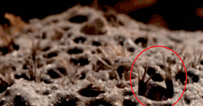 World's Weirdest - Baby Toads Born From Mom's Back