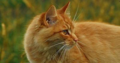 That Special Something: Orange Tabby Cats