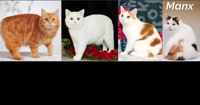 The Tailless Manx
