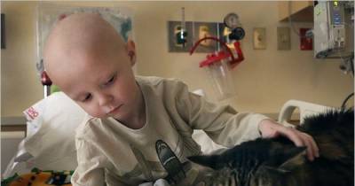 Cats Come Into Their Own As Therapy Animals