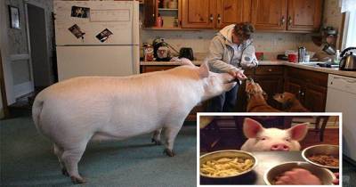 Esther A Cute Little Adopted Pet Pig Grows To 670 Pounds