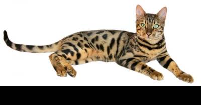 Bengal Cats Put The "B" In Busy