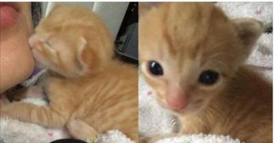 Orphaned Kitten Found Crying For His Mom, So They Found Him A New Mama