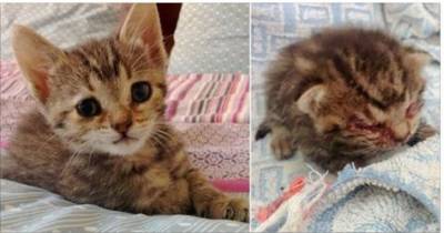 Lifeless Kitten Found On Doorstep Turned Around By Love