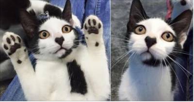 He Was Once Very Frightened, Now Can&rsquo;t Get Enough Of Love. Kitty With Heart-Shaped Nose Needs A Home!