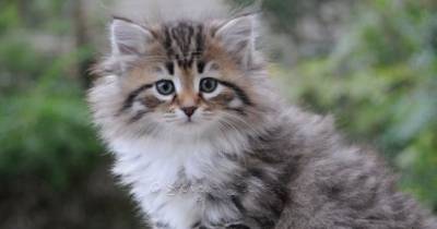 The Regal Siberian Cat