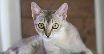The Delicate Singapura Cat