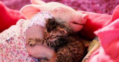 Abandoned Kitten Finds A New Sister Who Is Also A Rescue