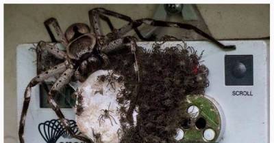 9 Of The Worst Pest Infestations You'll Ever See