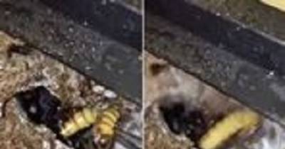 Man Tries To Pull Weird Maggot Out Of Hole - And Gets A Terrifying Surprise