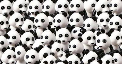 Can You Spot The Lego Duplo Dog Among These Pandas? Tricky Puzzle Gives New Twist To Viral Game
