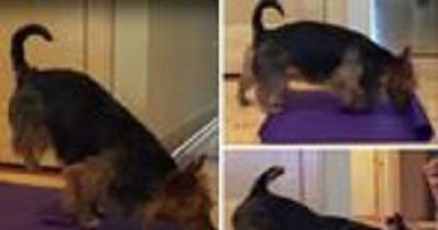Watch Judy The Australian Terrier Practicing Dog Yoga On Her Mat