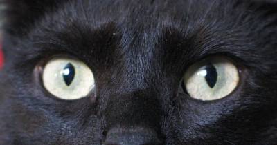 The Bombay - The Elegant "Parlor Panther" Cat