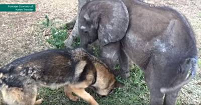 Dog Helps 'Disinterested' Baby Elephant 'Get A Little Bit Of Interest In Life Again'