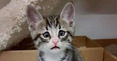 "Worried Cat" May Be The Cutest Cat On The Internet And He's Concerned AF