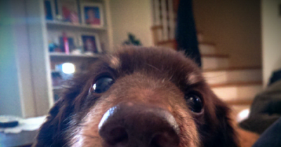 Ways Dogs Tell You They Love You