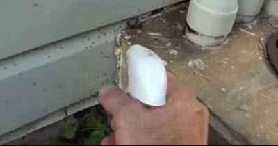 Get Rid Of Your Ant Problem For Good With This Awesome Trick