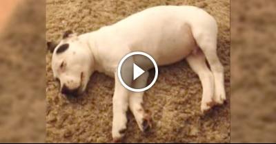Dog Scares Himself Awake With His Own Fart