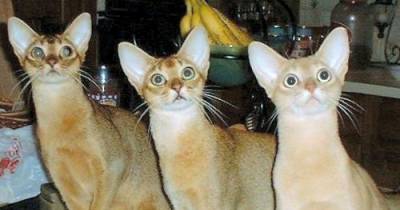 Abyssinian Cats Definitely Put The "A" In Active.