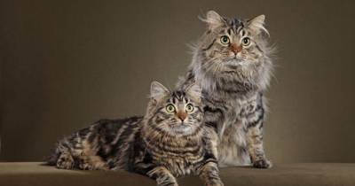 American Bobtail: Relatively New & Uncommon Breed Of Cat