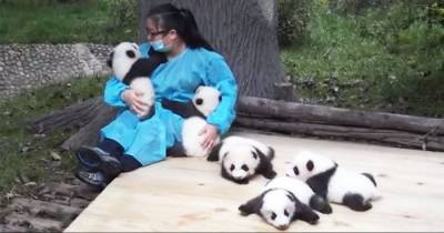 This Lady Gets Paid $32000 To Cuddle Pandas... Best Job Ever?