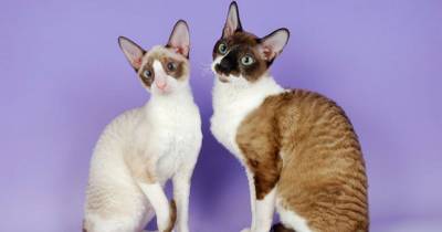 Cornish Rex Cats - Once Seen, Never Forgotten.
