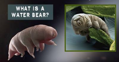 Cute But Disgusting.. What Is A Water Bear?