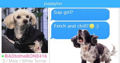 If Dogs Used Dating Apps