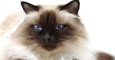 The Himalayan Cat Is A Persian In Siamese Drag.