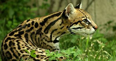 Ocelot, Aka The Dwarf Leopard