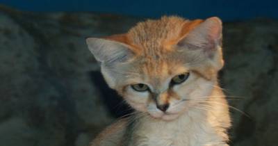 The Sand Cat - Desert Cat Extraordinaire