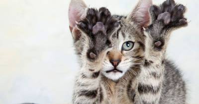 Declawing Cats: Far Worse Than A Manicure